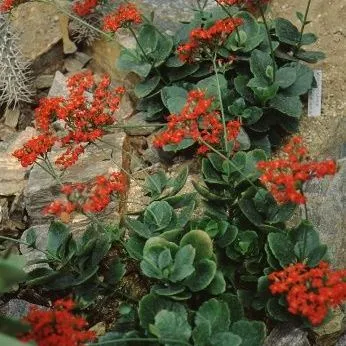 thumbnail for publication: Kalanchoe blossfeldiana Kalanchoe, Christmas Kalanchoe, Madagascar Widow's-thrill